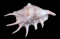 藏品(蜘蛛螺)的圖片